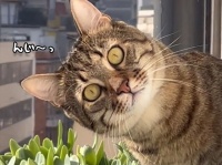 猫は深淵。のぞいたつもりがガン見されていた件