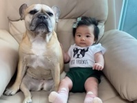 愛犬ズ「ボクたちの可愛い妹を見て！」赤ちゃんに寄り添うフレブルたちのプライスレスな優しい風景