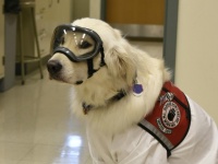 防護服を着て研究室を出入りすることを唯一許された犬、障害を抱えた研究者をサポートするゴールデン・レトリバー（アメリカ）