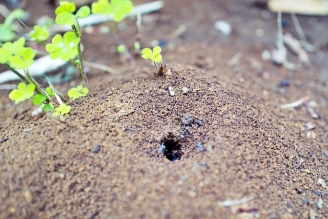 雨が流れると、溺れてしまいそうですが...（画像はイメージ）