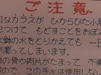 「カラスが干からびた小魚を...」　神社の手水場に貼られた注意書きにビックリ「めちゃくちゃ賢いな」