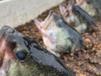 おーちゃんの公式Xより