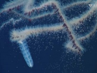海の中を漂う紐！クダクラゲの仲間・ケムシクラゲの映像を見てみよう