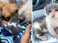 生まれて間もない子猫を保護。そのボディーガードをかって出た3匹の犬（アメリカ）