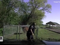 大柄の警察が牛の突進を何とかかわす瞬間を捉えた車載カメラ映像！