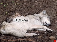 やさしい世界。幼い弟に自分の体をベッドとして使わせるお姉さんオオカミ