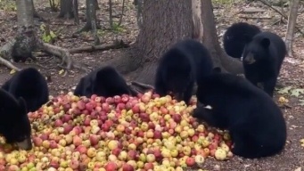 孤児になった子熊たちが大量のりんごを目の前に、猫のゴロゴロのような音をだす