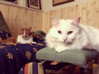 飼い主に恋する猫に片思いの猫。恋の三角関係ラブストーリーの結末は！？