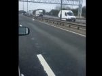 高速道路に悠然とたたずんでいたのは…まさかの〇〇！？