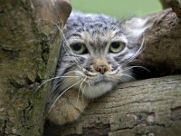 うれしいニュース！エベレストに野生のマヌルネコが生息していることが判明