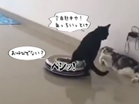 白熱した展開を迎えていた2匹の猫。そこにお掃除ロボットがやってきた。さあどうなる！？
