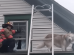 屋根から降りれず困惑する犬が救助しに来た消防隊員に「ありがとう」のキス！