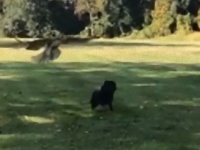 公園を散歩中に猛禽類が空からやってきた！子犬の危機一髪