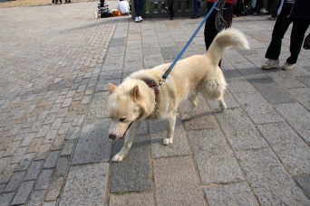 画像はイメージです（Chris Gladisさん撮影、Flickrより）