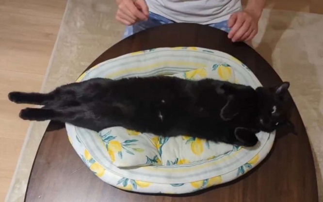 じゃーん
