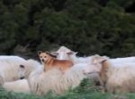 すっごい楽そう！　ワンコが羊に乗ってユラユラ♪