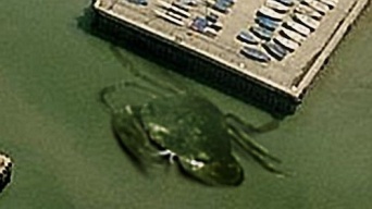 ゴジラ級の未確認生物「巨大カニ」が航空写真で撮影される＝イギリス