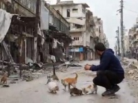 戦禍のシリアから～空爆再開！爆撃の中の猫たち避難を余儀なくされる