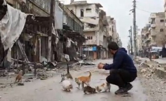 戦禍のシリアから～空爆再開！爆撃の中の猫たち避難を余儀なくされる