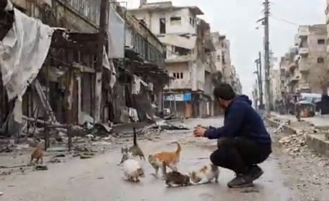 戦禍のシリアから～空爆再開！爆撃の中の猫たち避難を余儀なくされる