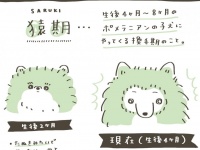 期間限定のかわいさ...！　ポメラニアンの子犬にやってくる「猿期」、マジで「お猿さん」すぎて愛おしい