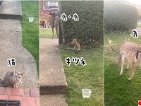 住宅地の中におとぎの国が！猫とキツネと鹿たちが集う家