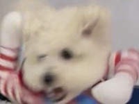 2万人をふるえ上がらせた犬の〝恐ろしい一面〟　ある夜の姿に「躍動感がこわい」「ステゴロのチャッキー」