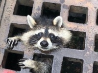またしてもアライグマはさまる。下水道の格子にスッポリはまり込んだアライグマの救出劇（アメリカ）