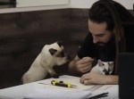 ３匹の子猫を連れてお仕事したところ⇒　無理ゲーだった！