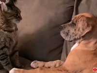 犬が猫パンチを特訓中？「隙あり！」「もう一度ニャ！」わんにゃんスマッシュブラザーズ