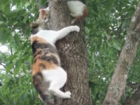 木から降りられなくなった子猫。すぐさま助けに向かうも木からしがみついて離れない。そこで母猫がとった行動は？