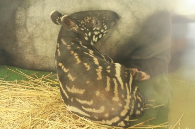 マママレーバクにぴったりくっついている姿もかわいらしい