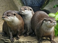 カワウソは賢い。仲間と協力して問題を解決することもできる