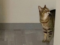 「大変ニャ！早く見に来るニャ！」愛猫がまたしても飼い主を呼びに来たのだが……。