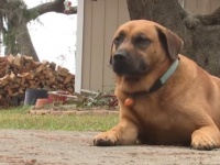 火事に気付き飼い主を起こして避難させたお手柄犬。賢明で迅速な犬の行動がまたしても人の命を救う（アメリカ）