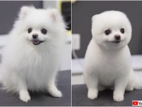 生きているぬいぐるみ爆誕の瞬間。ふわふわポメラニアンのヘアカット、ビフォー・アフターを観た海外の反応