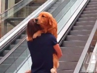 こわい。こわい。エスカレーター怖い。エスカレーターに尻込みする犬、飼い主さんに抱っこしてもらう。