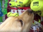 殺処分寸前だった１歳の犬。初めてのおもちゃ屋さんで…