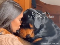 「誰もぼくを撫でてくれなかったの」大型犬のロッドワイラーが落ち込んで飼い主に慰めてもらおうとする