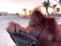 オランウータンが運転だとぉ？ドバイのビーチにて、華麗なハンドルさばきでゴルフカートを操るランボー嬢