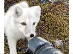 「ねぇこれなに〜？」自分から不思議そうにカメラに近づいてくるキツネが可愛い！