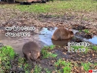 そこに水があるならダムる！水たまりから池を作りはじめたビーバー職人