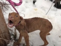 もう二度と寒さに震えるのはイヤ！雪の中に捨てられていた犬、暖かい家庭に引き取られて第二の犬生を満喫する