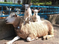 盛岡市動物公園公式フェイスブック