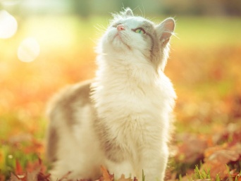 休日は猫に癒されたーい！「猫の聖地」に行ってみよう！