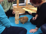 突然ジェンガに参戦してきたウサギさん、なんと口でブロックを…