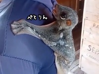 こんなかわいい生き物が実在するだと？背中に張り付いて甘えるマレーヒヨケザル
