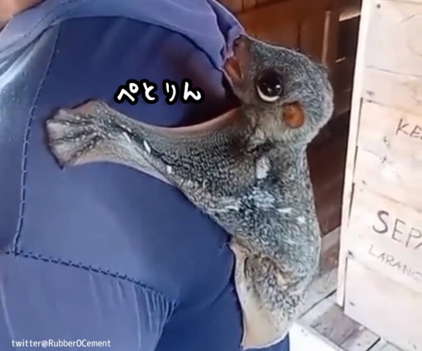 こんなかわいい生き物が実在するだと？背中に張り付いて甘えるマレーヒヨケザル