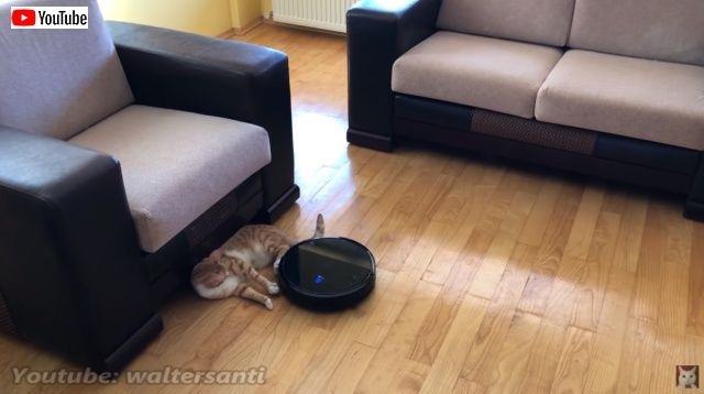 catsnroomba6_batch