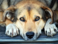 #dogbunって新しいトレンド知ってる？